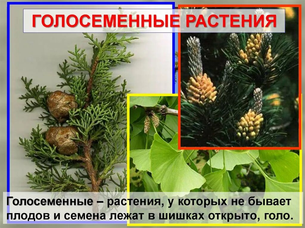 2 представителя голосеменных. Представители хвойных голосеменных растений. однолетние голосеменные растения. что такое голосеменные растения в биологии. цветок голосеменных растений.