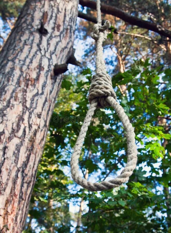 Повесить на дереве. Веревка на дереве. Верёвка для повешения.