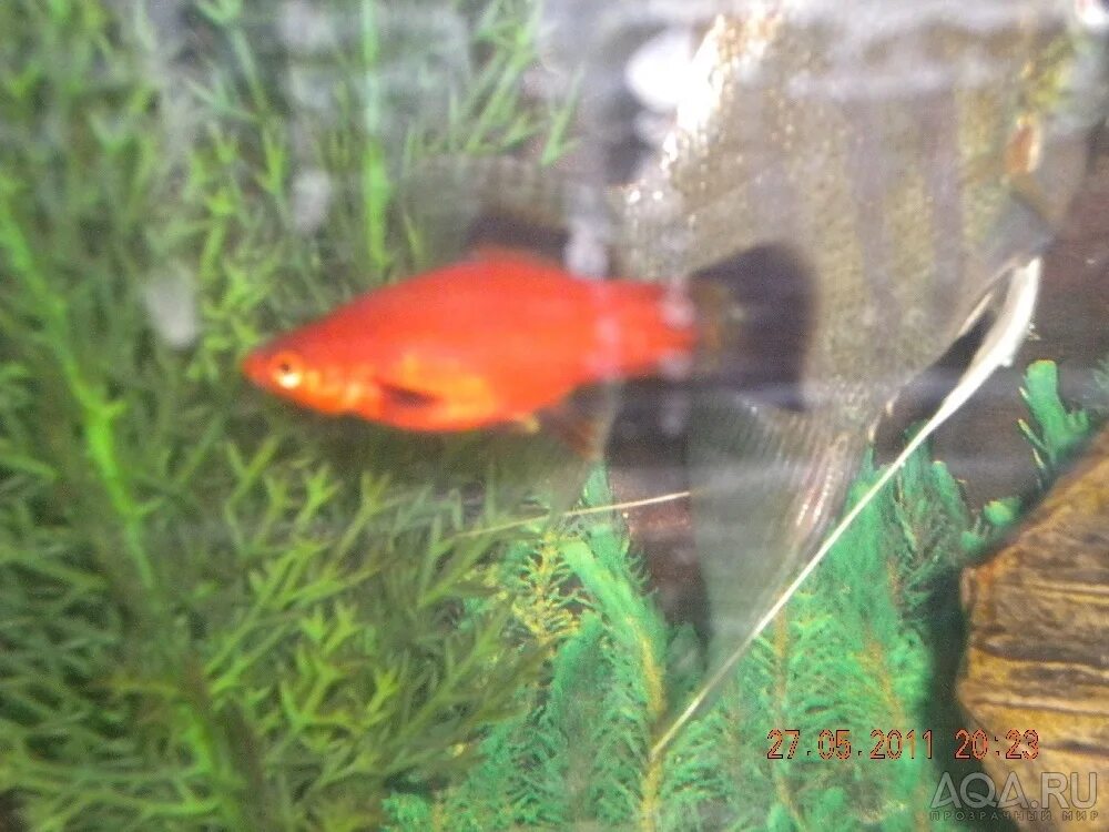 Меченосец рыбка самка беременная. Беременная самка меченосца. Моллинезия альбинос. Меченосцы беременность. Самка меченосец беременность.