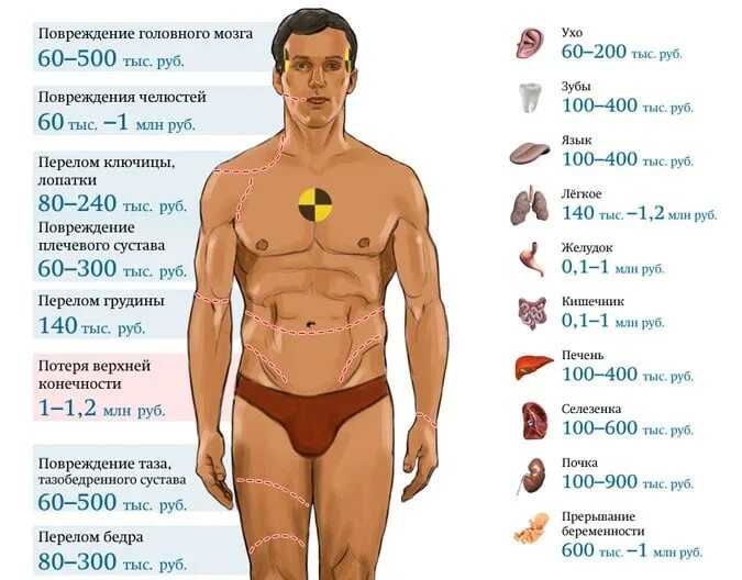 Во сколько сегодня мужская. Сколько стоит почка человека. Сколько стоят органы. Сколько стоят органы человека. Сколько стоит почка человека в России.