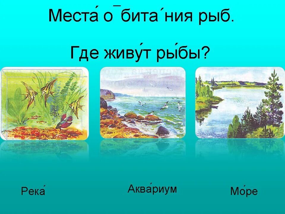 Место обитания рыб. Среда обитания рыб для детей. Море река аквариум. Местообитание рыб. Рыба живи живи текст