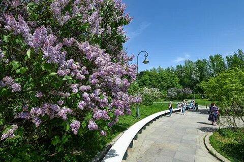 Сиреневый сад москва митьковский проезд отзывы