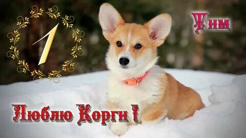 День корги какого числа