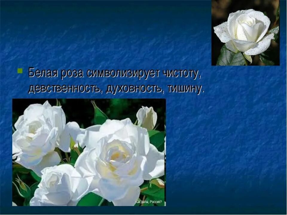 Белые розы смысл. Белые розы что символизируют. Белые розы означают символизируют. Сообщение про белую розу.