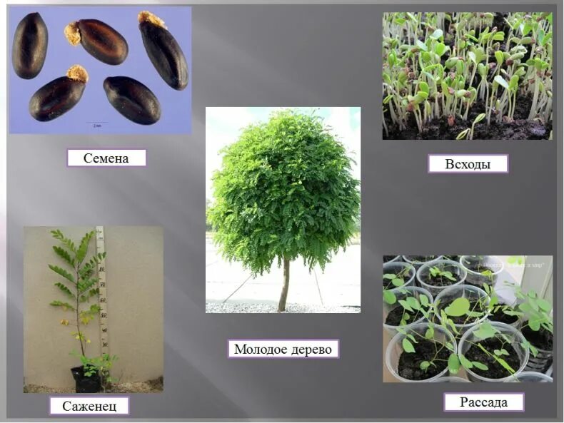Деревья размножающиеся семенами. Акация желтая из семян. Семенное размножение акации. Акация растение многолетнее или однолетнее. Семенами размножаются имеющие