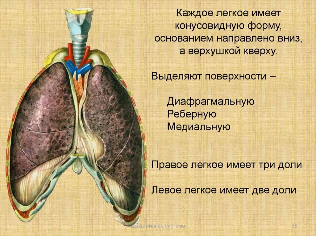 Левое легкое имеет