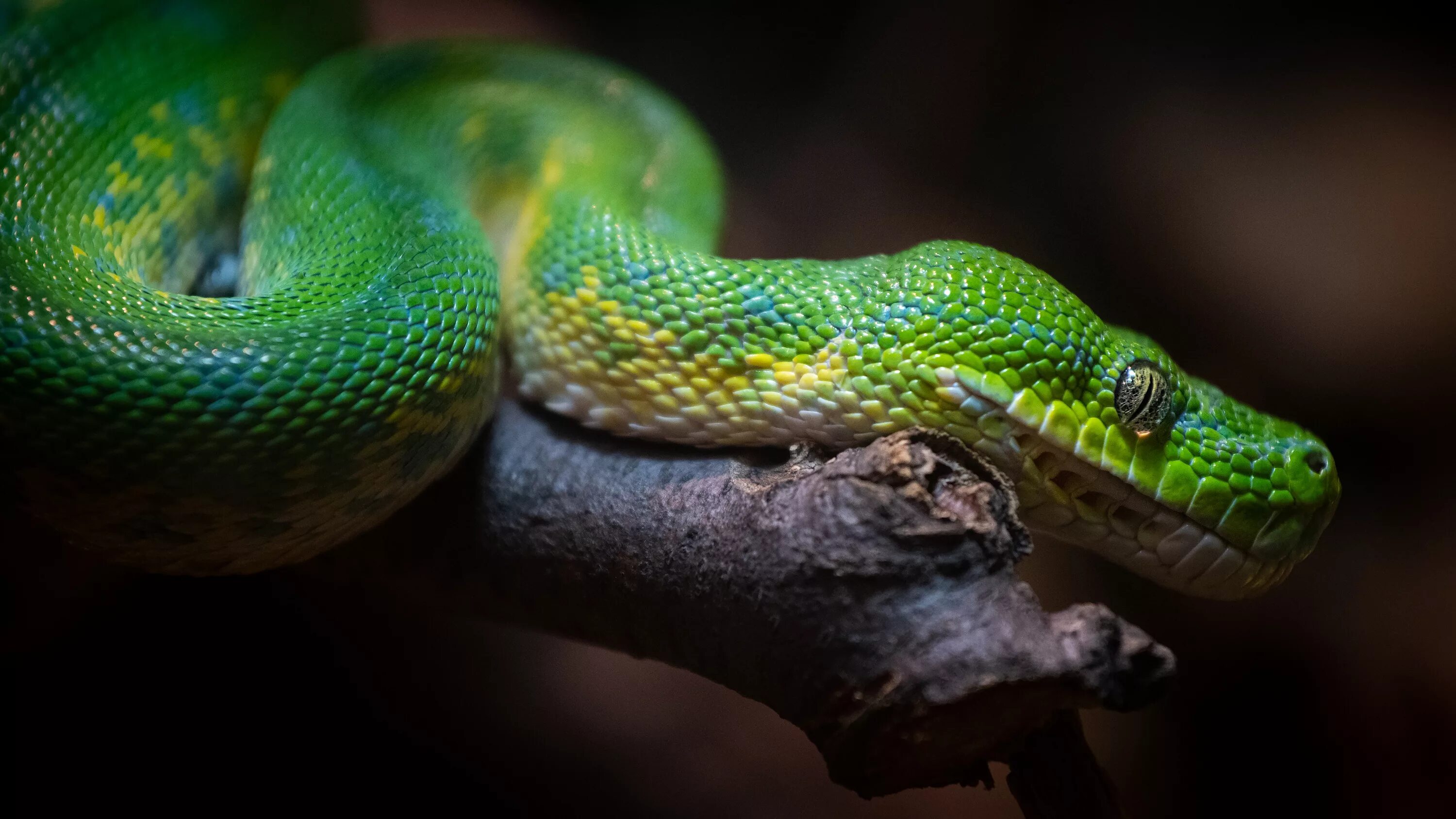 Фотографии python. Пайтон змея. Змея питон зеленый. Питон змей зеленый. Змея изумрудный питон.