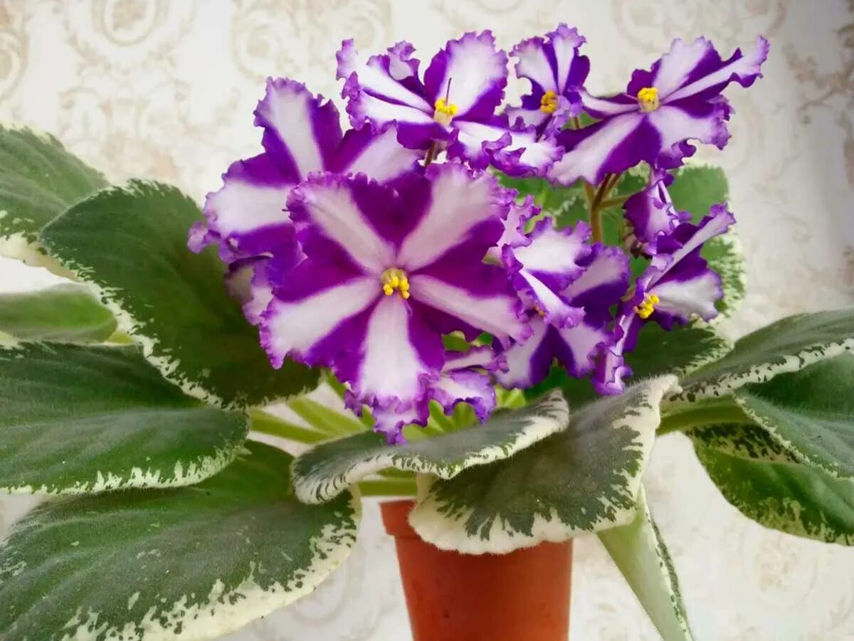 фиалки-химеры (сенполии). фиалка узамбарская химера. химеры сорта. фиалка астрея химера. фиалка каспер химера.