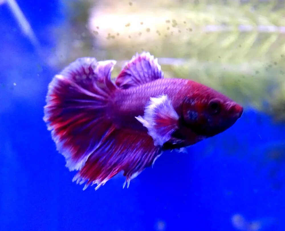 Аквариумная рыбка петушок слоновье ухо. Рыбка петушок betta splendens. Рыбка петушок коронохвостый. Бойцовая рыбка петушок. Петушок бетта спленденс самец.