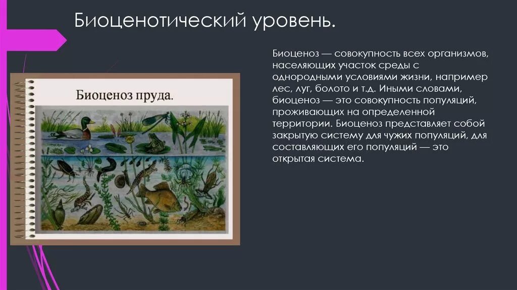 Биосферно биогеоценотический уровень организации. Биоценотический уровень. Биоценотический уровень жизни. Биоценотический уровень организации. Биогеоценозный уровень организации.