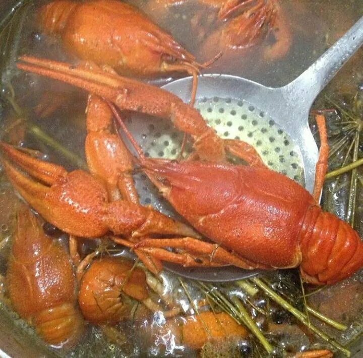 Живые раки рядом со мной. Живые раки рядом со мной. Древние рачки на доме в спб. Сколько стоит раковое хозяйство. Ведро с морепродуктами.