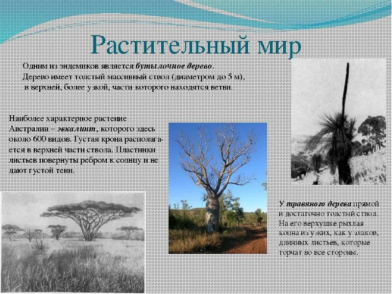 Австралия сообщение 3 класс окружающий мир. Сообщение о австралии.