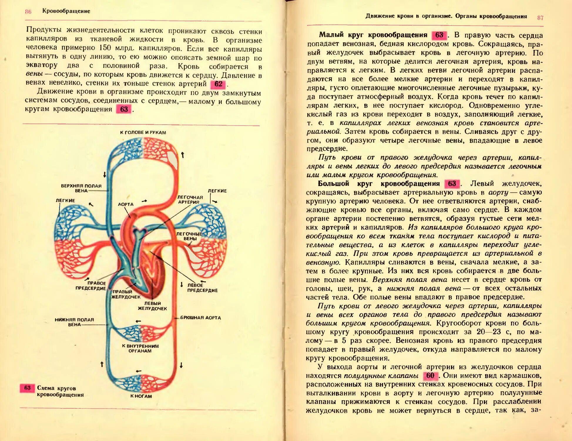 Биология 9 класс Цузмер Петришина. Вены большого круга кровообращения у человека. Малый круг кровообращения и большой круг кровообращения. 2 Круга кровообращения у человека. Кровь в левое предсердие попадает