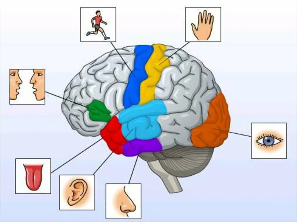 Центры анализаторов в коре головного мозга. Зоны головного мозга. Зоны ответственности головного мозга. Зоны головного мозку. За что отвечают отделы мозга.