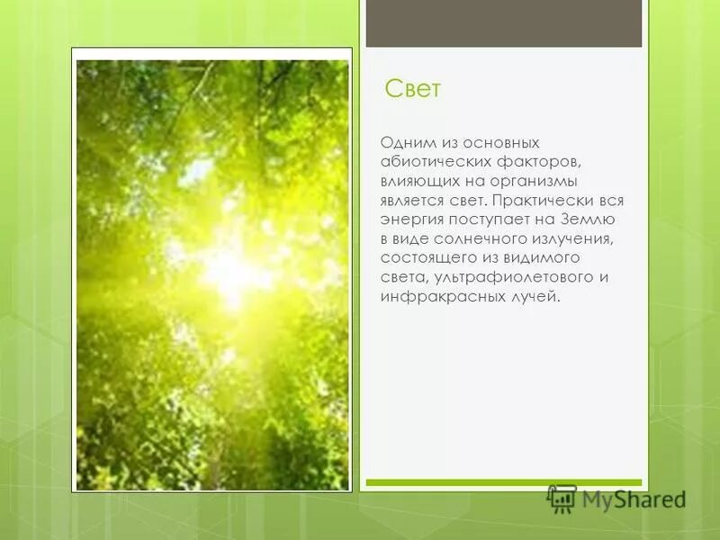 свет экологическая характеристика фактора. абиотические факторы свет. абиотические факторы среды свет. абиотические факторы свет растения. свет как экологический фактор.