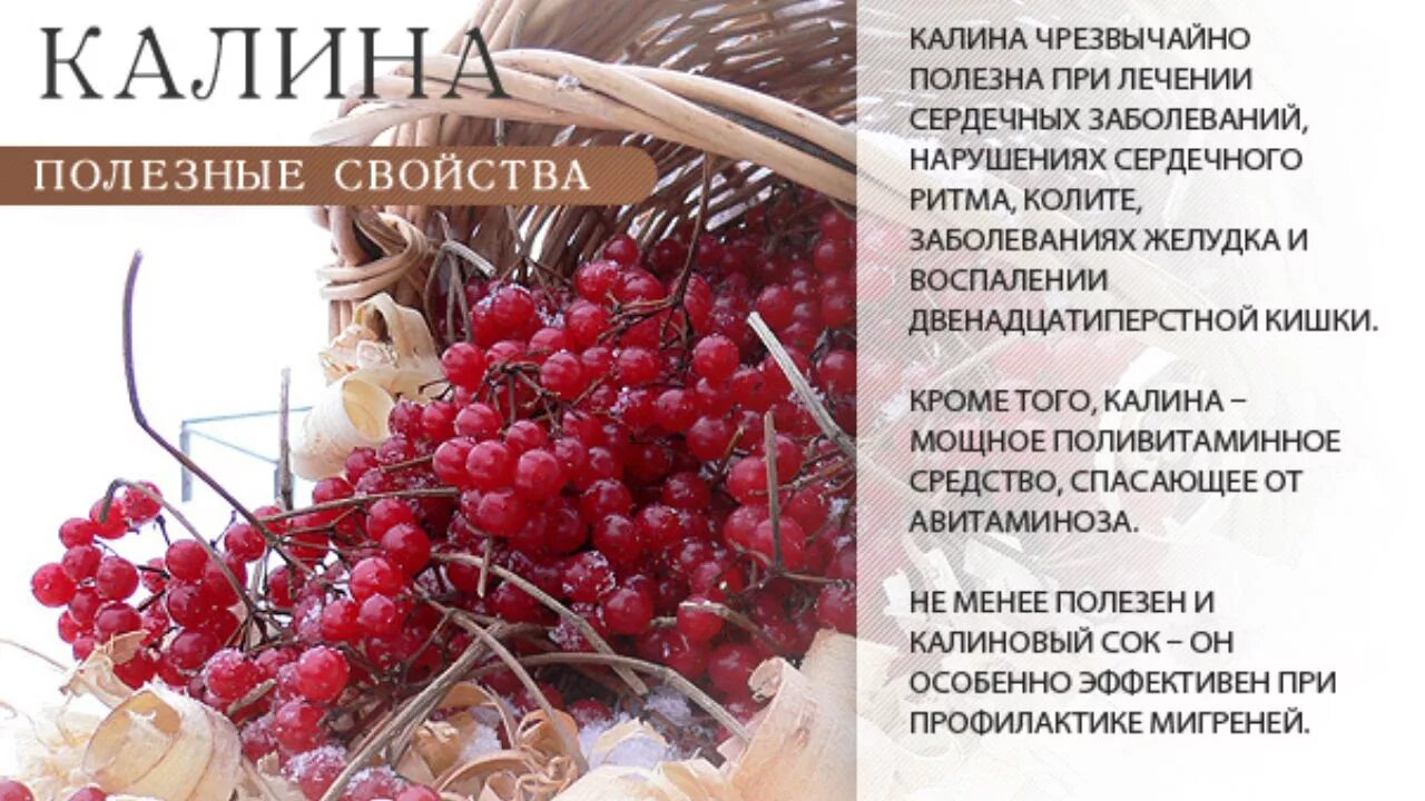 Калина польза и вред для мужчин
