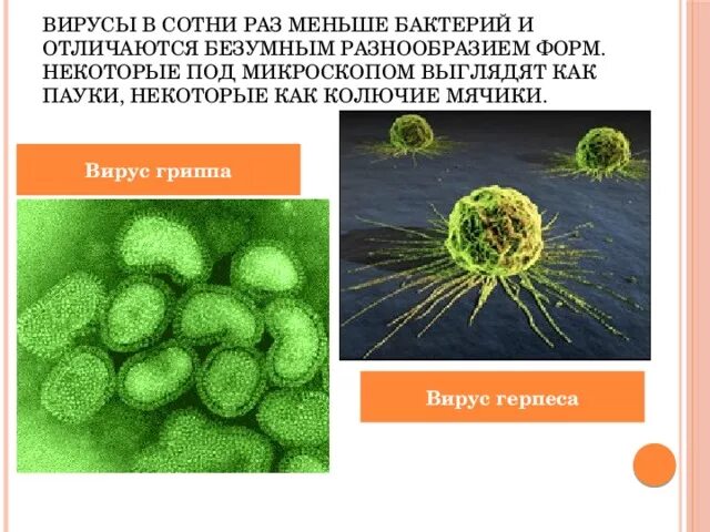 Чем отличается вирус от бактерии. Вирус от бактерии. вирусы отличаются от бактерий. отличие вирусов от микроорганизмов. отличие вируса от бактерии.