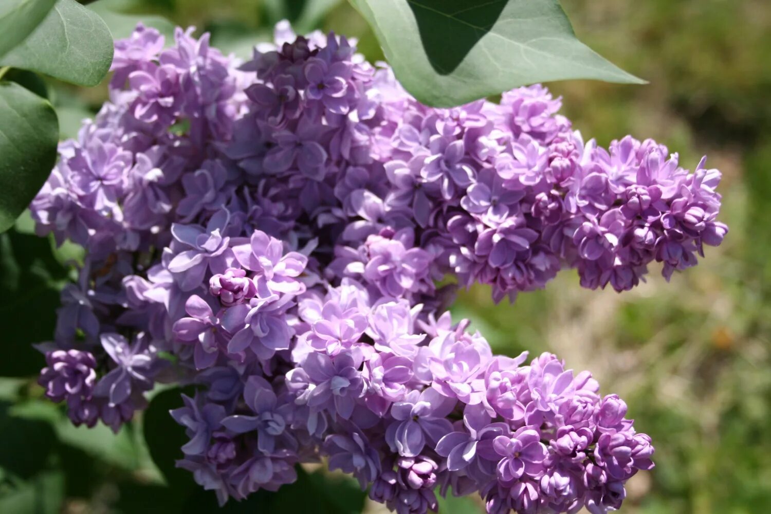 Сирень обыкновенная Андрюша Громов. Сирень Syringa vulgaris. Сирень обыкно-венная "Андрюша Громов". Сирень обыкновенная (Syringa vulgaris). Цветы сирени сорта