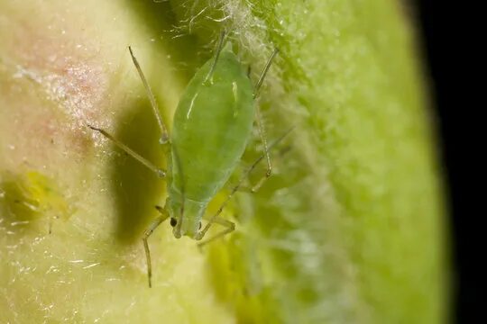 The scientist Adakhovsky Dimitri explained invasion of flying insects to Udmurt