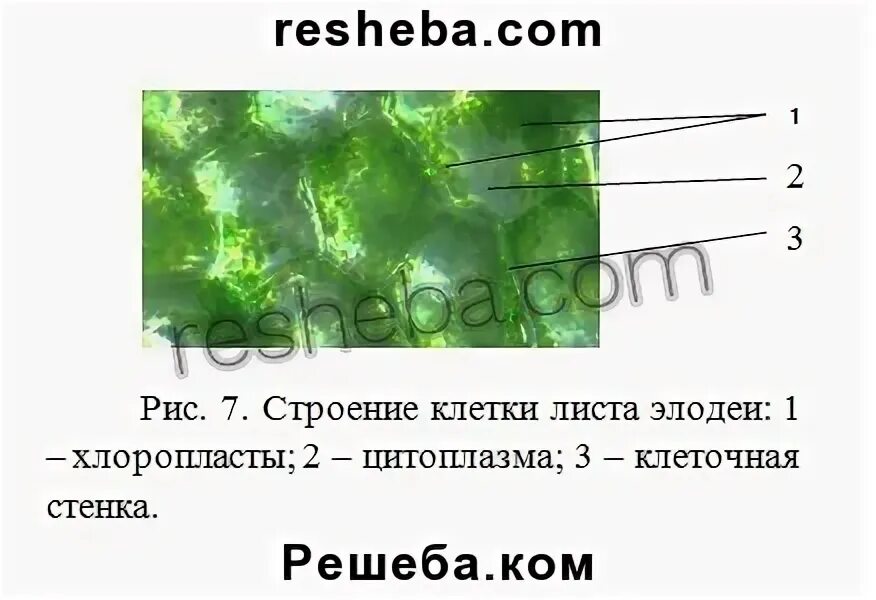 Пластиды в клетках листа элодеи. Движение цитоплазмы - биология, уроки
