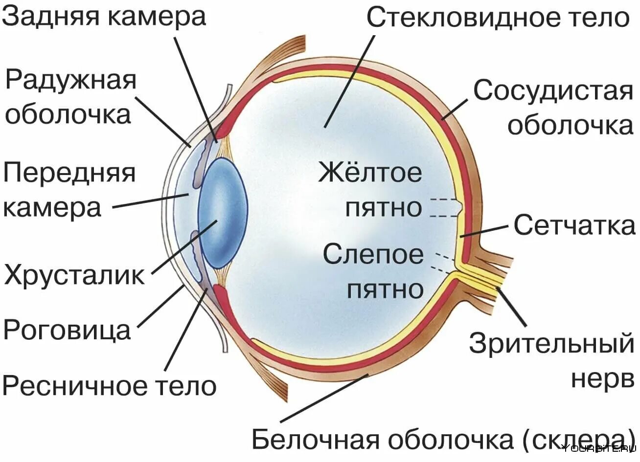 Глаза биологи. Внутреннее строение глаза. Строение глаза сбоку. Строение глаза сетчатка роговица хрусталик. Строение глаза спереди.