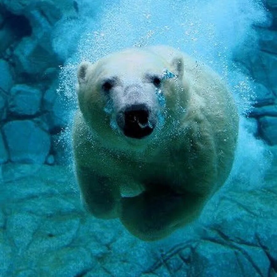Wildlife in danger. Polar Bears in the Sea.