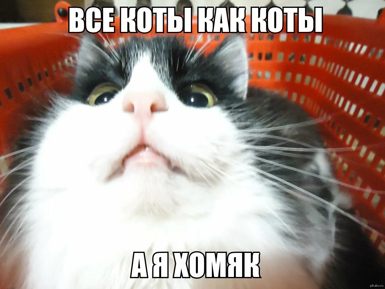 Мемы про котят. Кот Мем. Мемы с котиками. Мемы с кошками и с надписями. Коты мемес с надписями.
