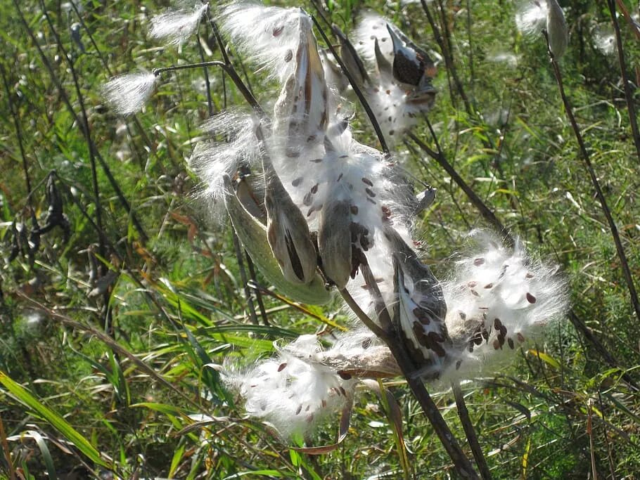 Молочая семена стручки. Падающая птица. Молоча́й краси́вейший в природе. Птица Млечная цветок.