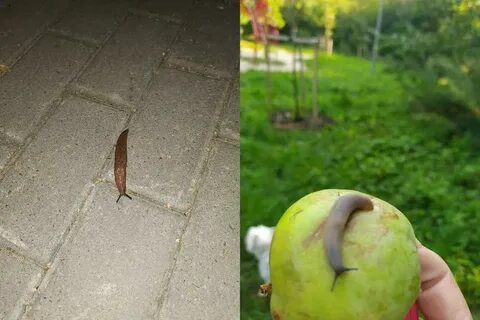 Съел слизня