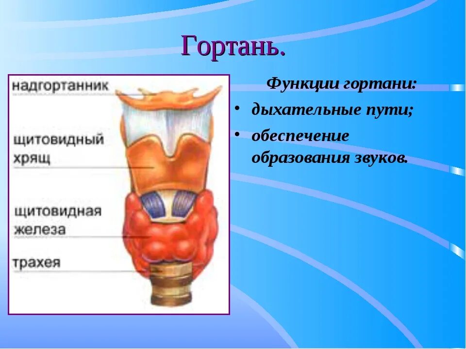 Функции гортани в дыхательной. Функции гортани 8 класс. Строение гортани надгортанник. Гортань строение и функции.