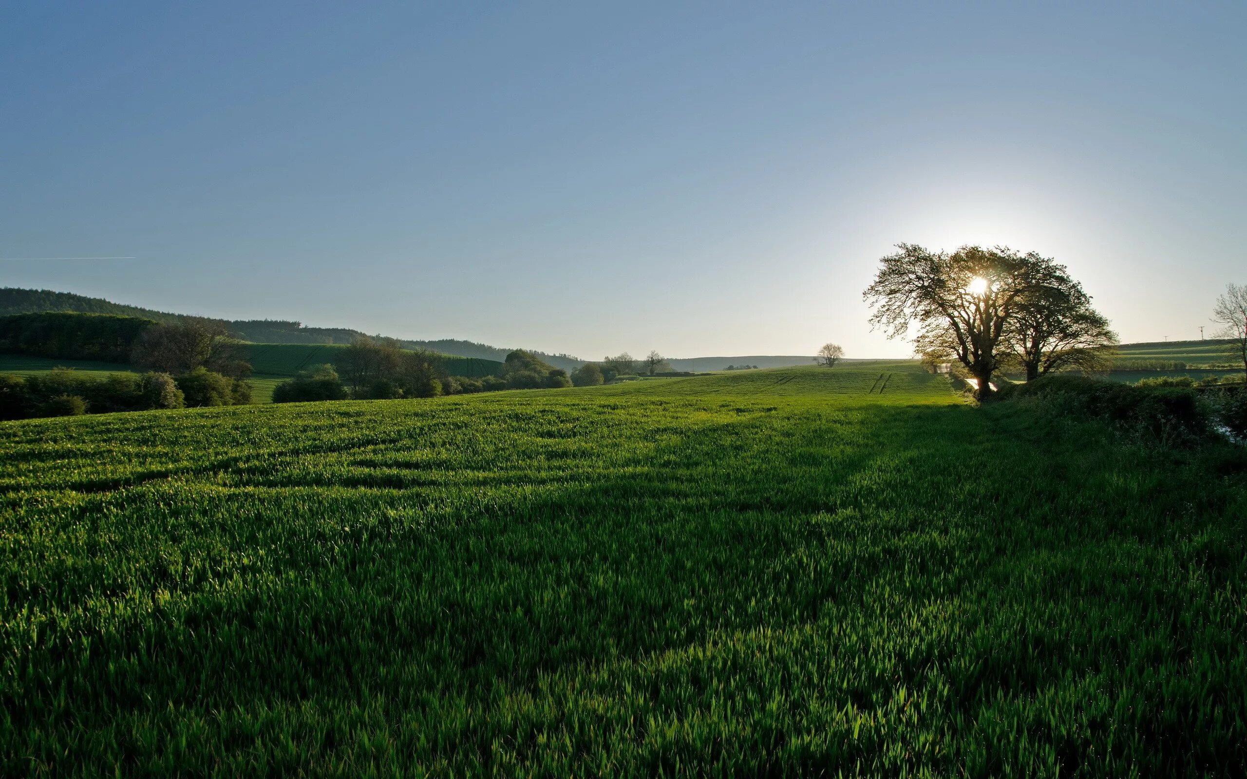 Природа поле. Поле зелень. Равнина с деревьями. Поле с кустами. Fields field html