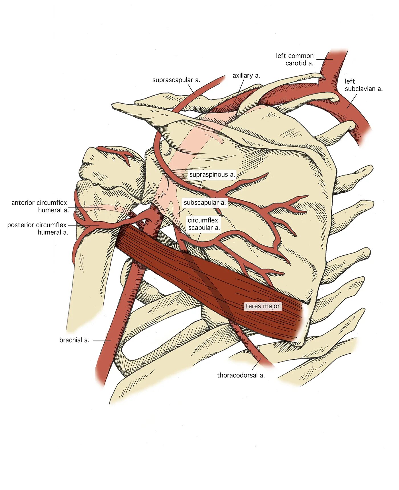 A circumflexa scapulae