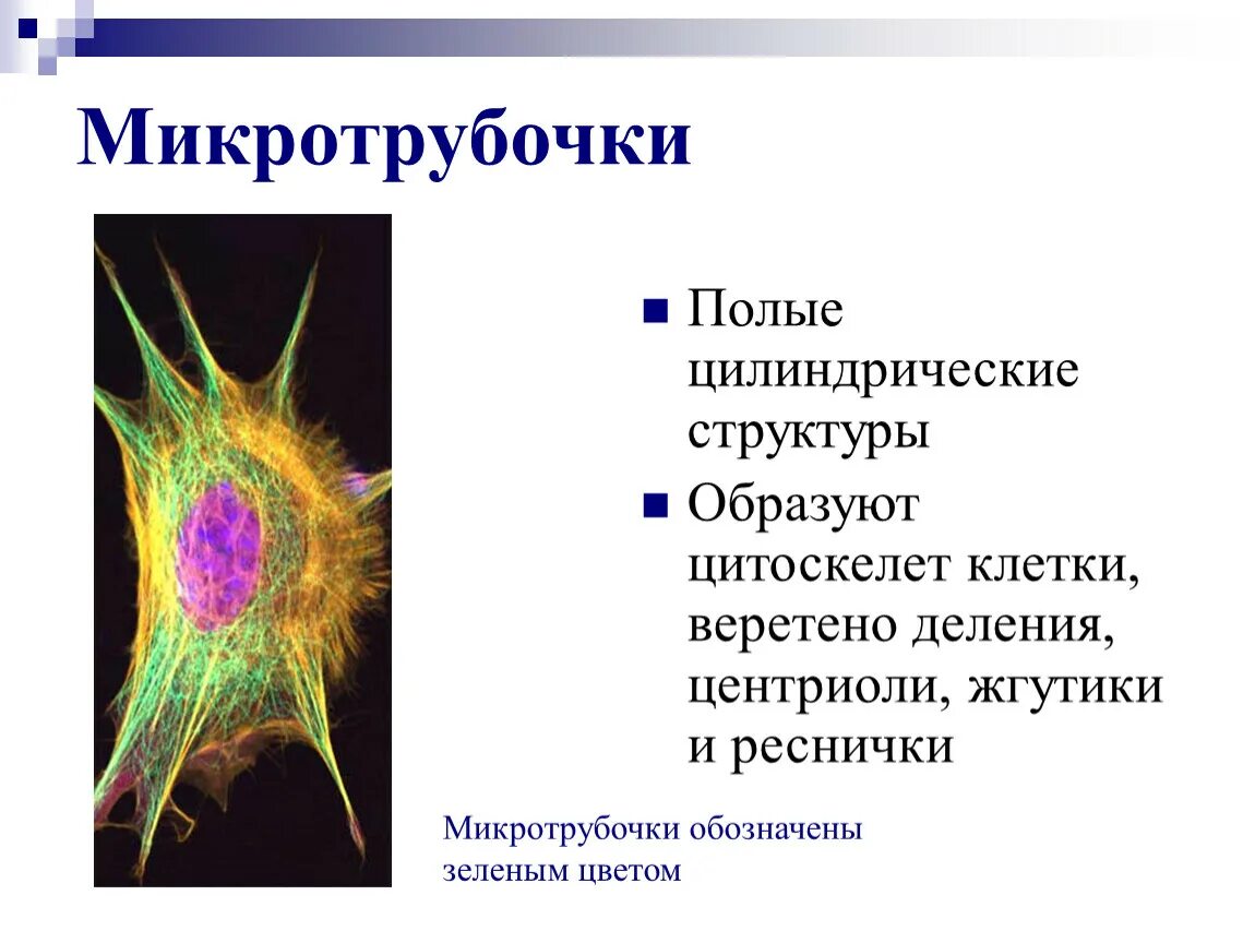 Микротрубочки их строение. Микротрубочка цитоскелет. образуют цитоскелет клетки органоид. строение клетки микротрубочки. центриоли цитоскелет.