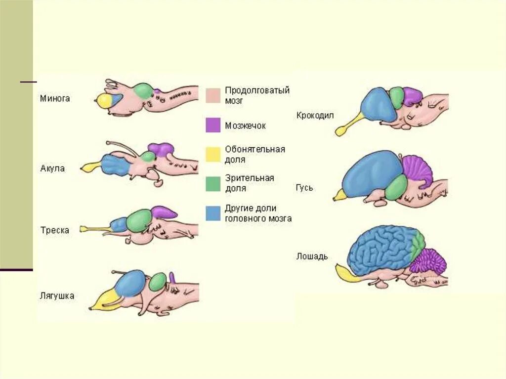 Таблица эволюции головного мозга. Эволюция нервной системы позвоночных животных. Эволюция нервной системы позвоночных животных таблица. Эволюция нервной системы позвоночных таблица. Эволюция нервной системы позвоночных животных кратко.
