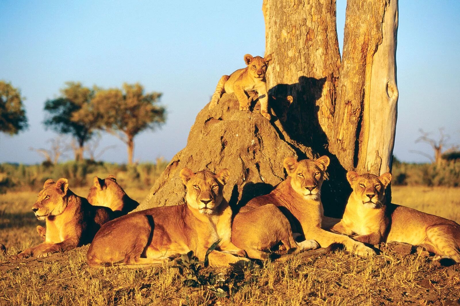 Национальный парк 2 класс. Заповедник Каванго-Замбези. Трансграничный заповедник Каванго-Замбези. Национальный парк Чобе Ботсвана.