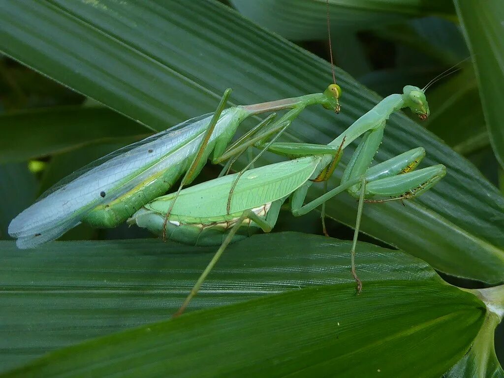 Спарюваня Богомолов. Спаривание Богомолов. Miomantis caffra. Богомол спаривание. Где жил богомолов