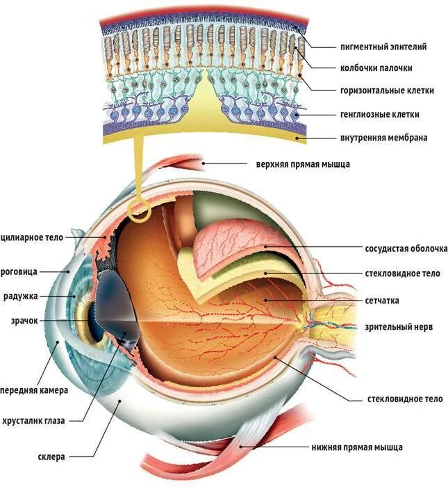 Сетчатая оболочка глазного. Структура палочек и колбочек в глазу человека. Строение глаза сетчатка глаза. Оболочки глазного яблока колбочки и палочки. Строение сетчатки глаза.