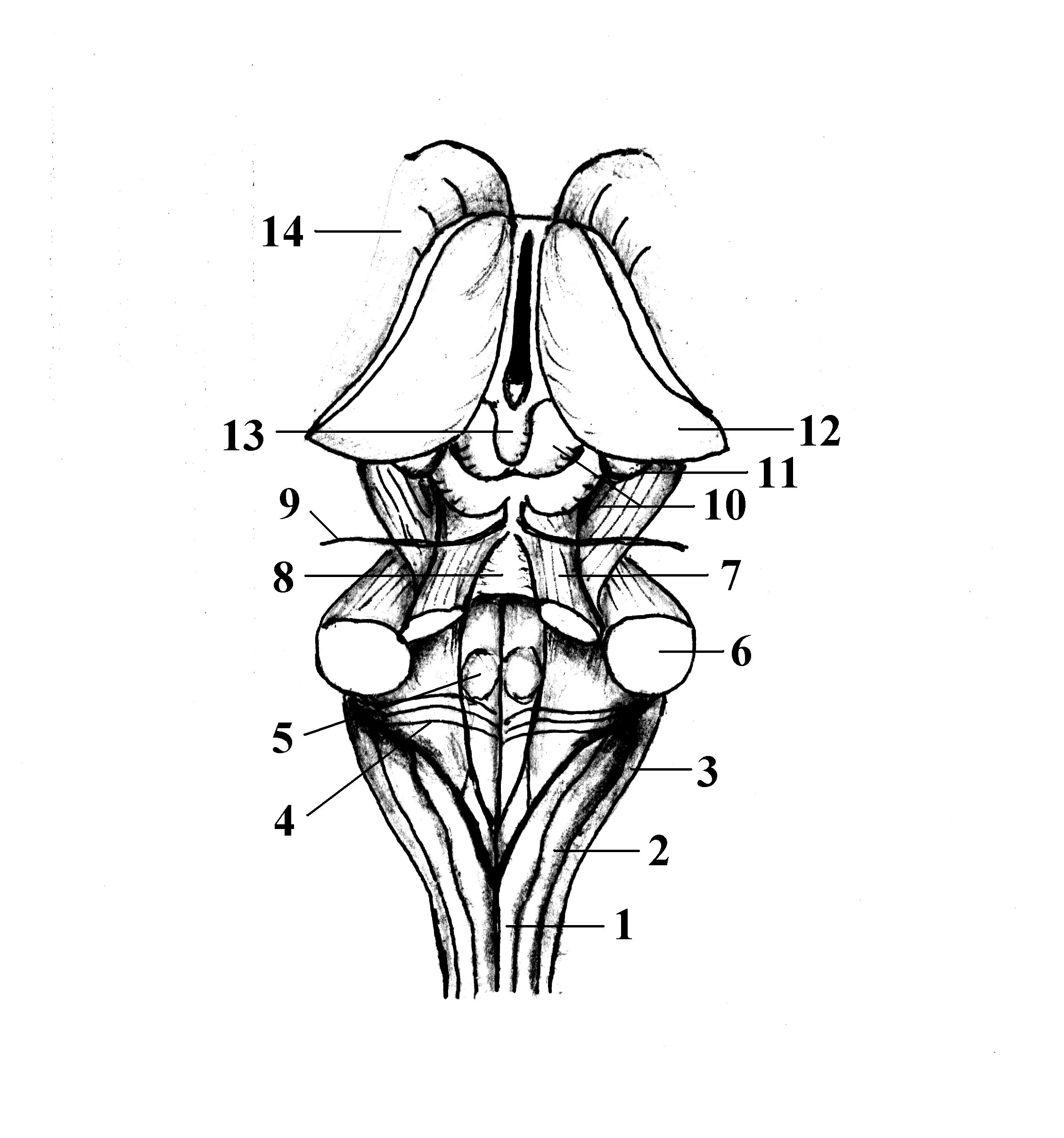 Дорсальная поверхность мозга. Ствол мозга ромбовидная ямка. Ствол мозга анатомия. Дорсальная поверхность ствола мозга. Ствол головного мозга вид спереди схема.