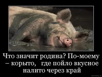 Я стал свиньей осеменителем