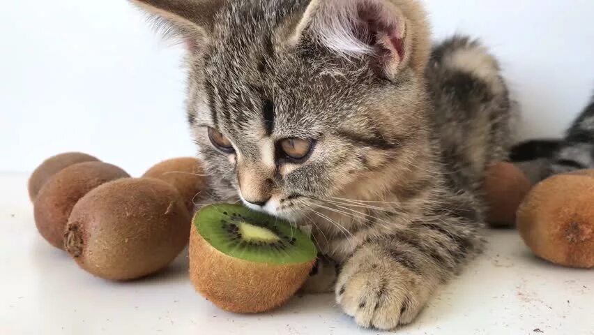 Кот орех. Котик киви. кот ест киви. котик кушает киви. веселый кот киви.