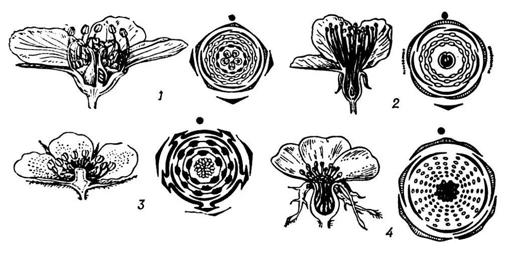 Диаграмма цветка хвойных растений. Диаграмма цветка розоцветных схема. Семейство Розоцветные диаграмма цветка. Диаграмма цветков семейства Розоцветные. Розоцветные растения диаграмма цветка.