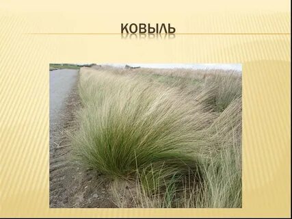 В какой природной зоне растут злаки