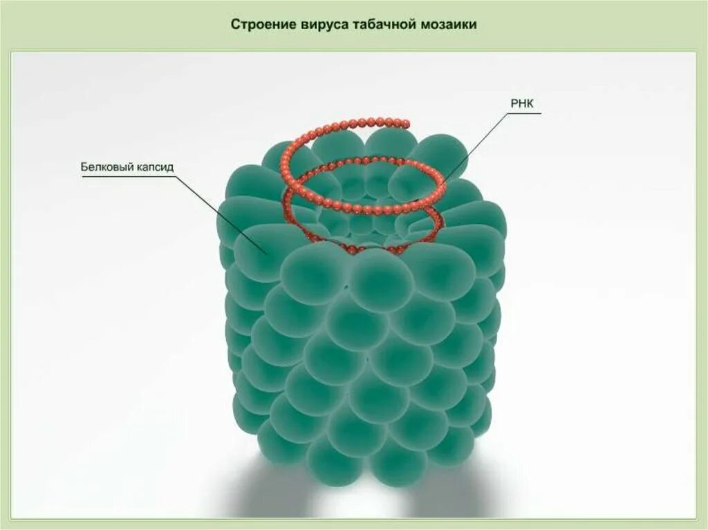 Строение вирусов растений. ВТМ вирус табачной мозаики. Табачная мозаика вирус строение. Вирус табачная мозаика капсид. Спиральный капсид вируса.