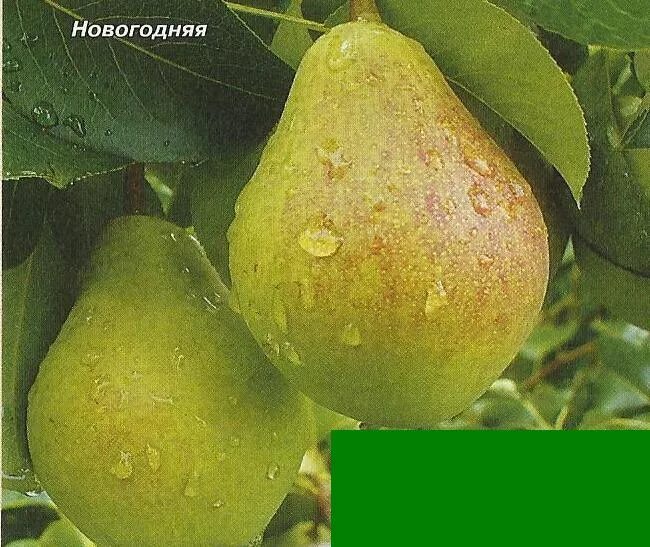Удачная фалкенберга. Сорт груши удачная фалкенберга. сорт груши декабринка. груша удачная фалкенберга описание сорта. груша уральская красавица.