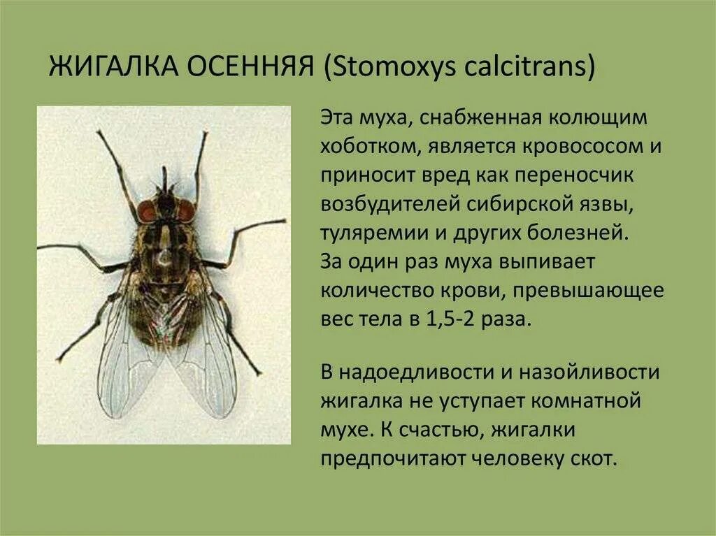Опасна ли муха. Муха осенняя жигалка жизненный цикл. Комнатная Муха переносчик заболеваний. Осенняя жигалка (Stomoxys Calcitrans). Осенняя жигалка возбудитель заболевания.