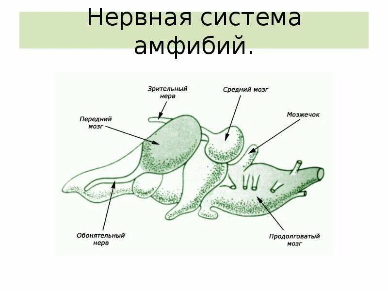 Что не входит в нервную систему лягушки. Нервная система тритона. земноводные нервная система схема. строение нервной системы амфибий. нервная система лягушки 7 класс.
