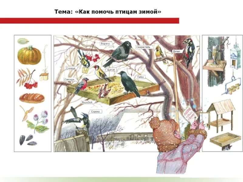 Помощь животным птицам. Помогите птицам зимой. как люди помогают зимующим птицам. серия картин зим ующие пьицы. как люди помогают птицам зимой.