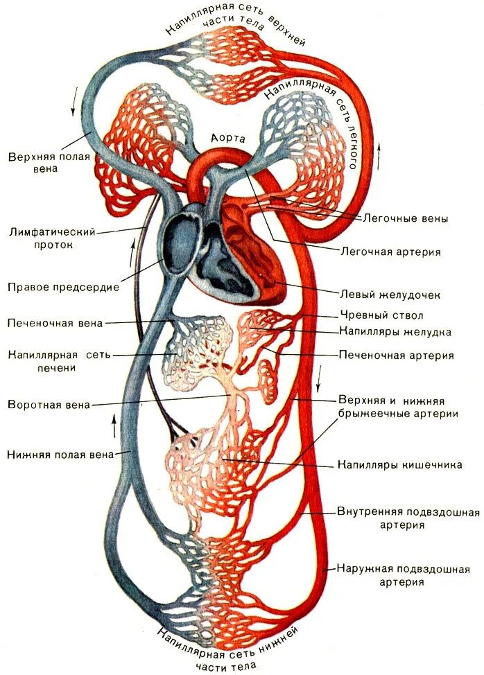 Кровообращение человека последовательность. Круги кровообращения схема. Система кровоснабжения человека схема. Сосуды большого круга кровообращения схема. Большой круг кровообращения анатомия схема.