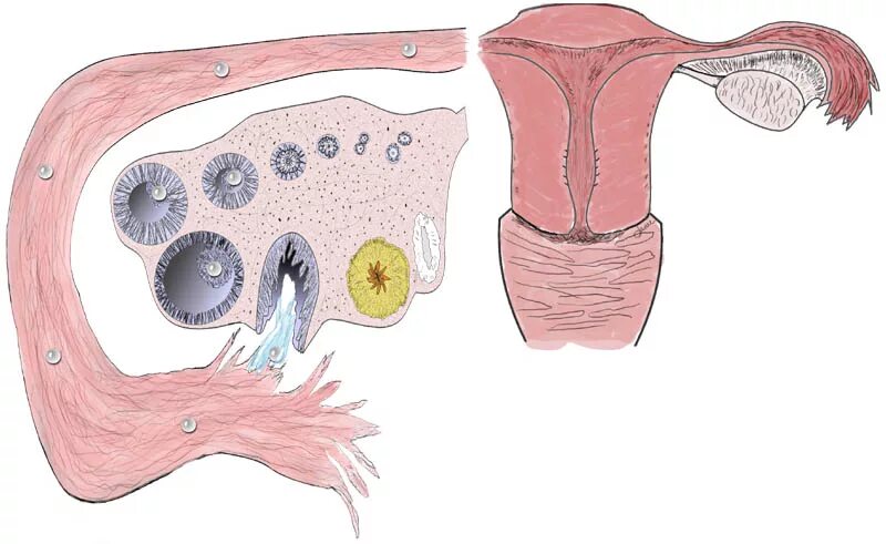 Овуляция. Овуляция разрыв фолликула. Высвобождение яйцеклетки из яичника. Выход яйцеклетки из яичника. Овуляция половые губы