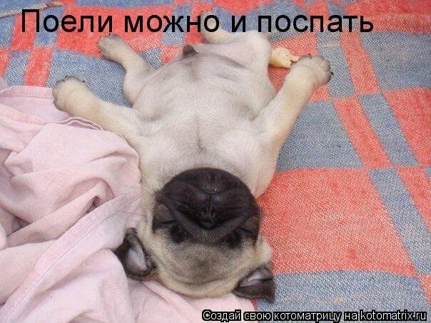 Его можно есть и спать. Поесть поспать. наелся можно и поспать. пожрать и поспать картинки. с крепкий сон.